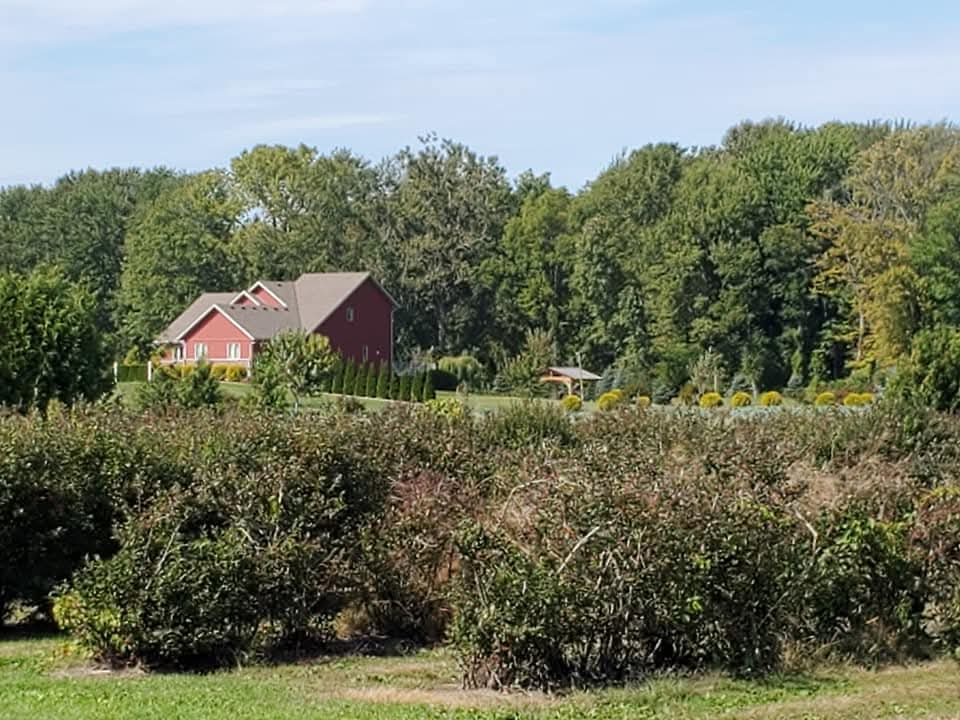 The blueberry fields filled with grapes that they use to make the wine at Blueberry Hills in Norfolk County