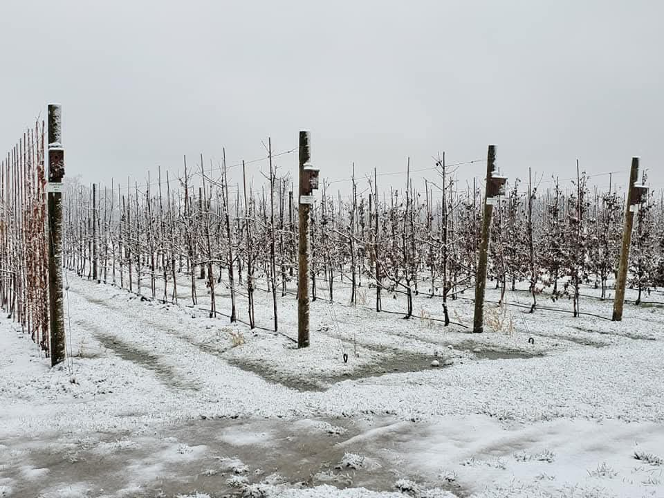 The beautiful vineyards at Hounds of Erie in Norfolk County during the Winter