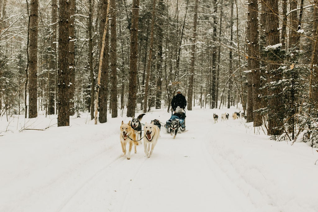 Dog-sledding is a bucket list experience that can be experienced in Algonquin Park during the winter
