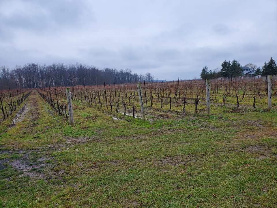 explore the Ontario vineyards in the Niagara Region