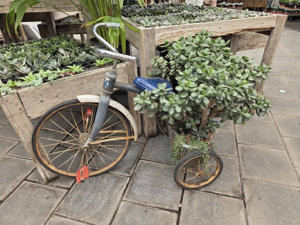 A beautiful display of the succulents that you'll see when visiting The Watering Can in Vineland