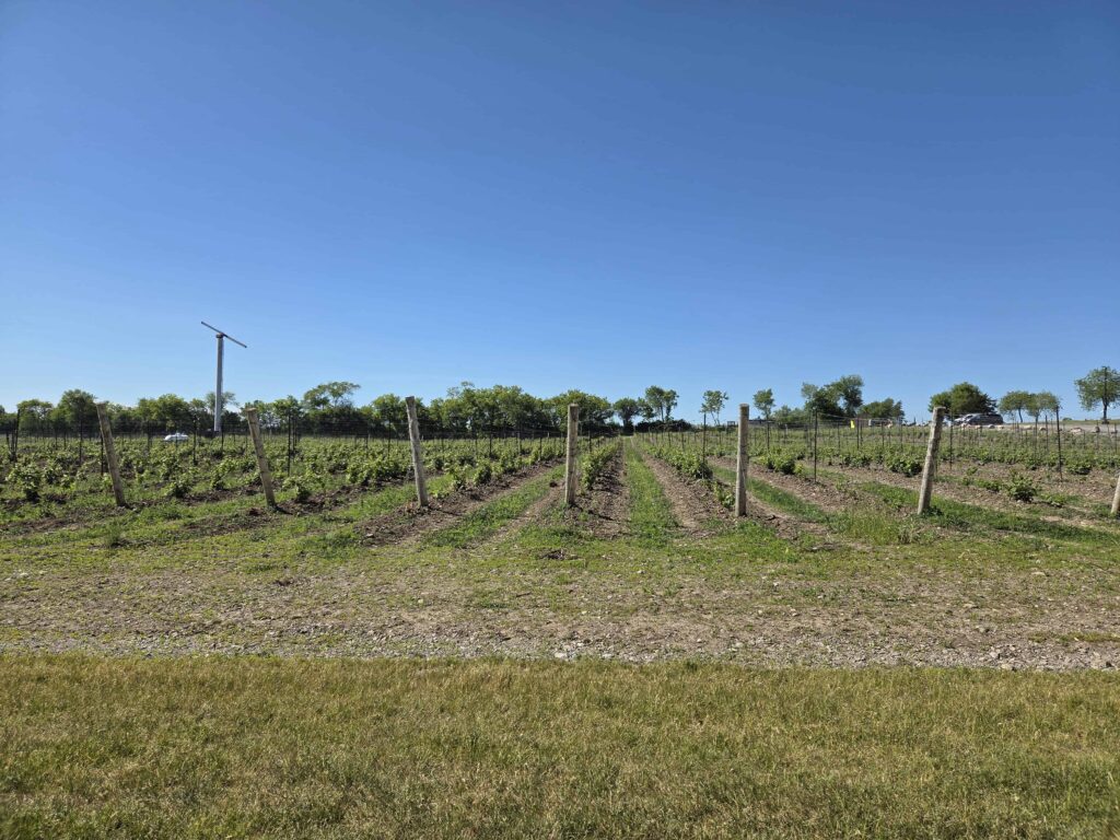 Prince Edward County is home to over 40 vineyards and is Ontario's second largest wine region.