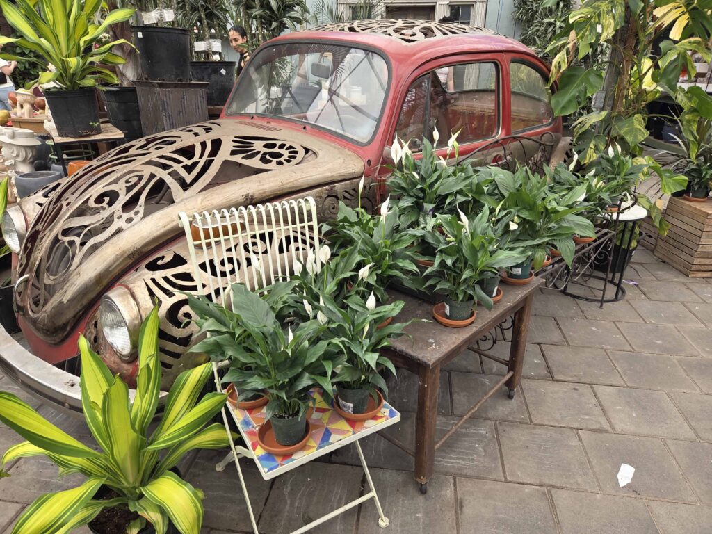 Cactus displayed surrounding an old Volkswagon