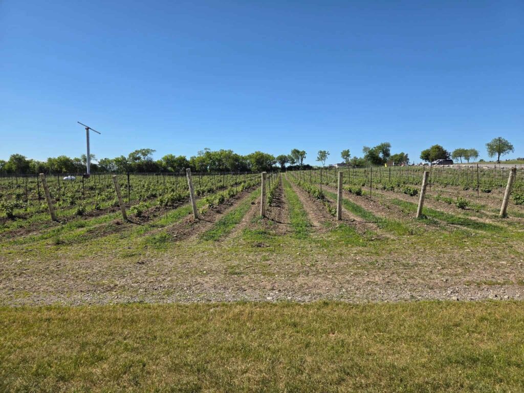 the vines found at the wineries in Prince Edward County are still young compared to the Niagara wine region