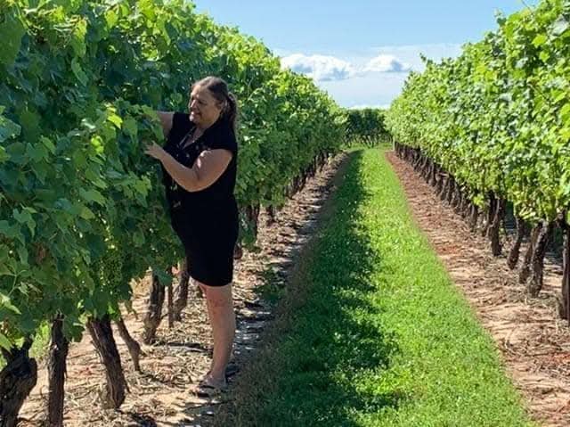 I enjoy wandering the fields between the grapevines and stopping to check out the grapes