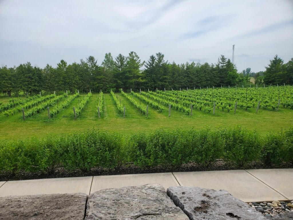 a vineyard at the up and coming Ontario wine region in Huron County