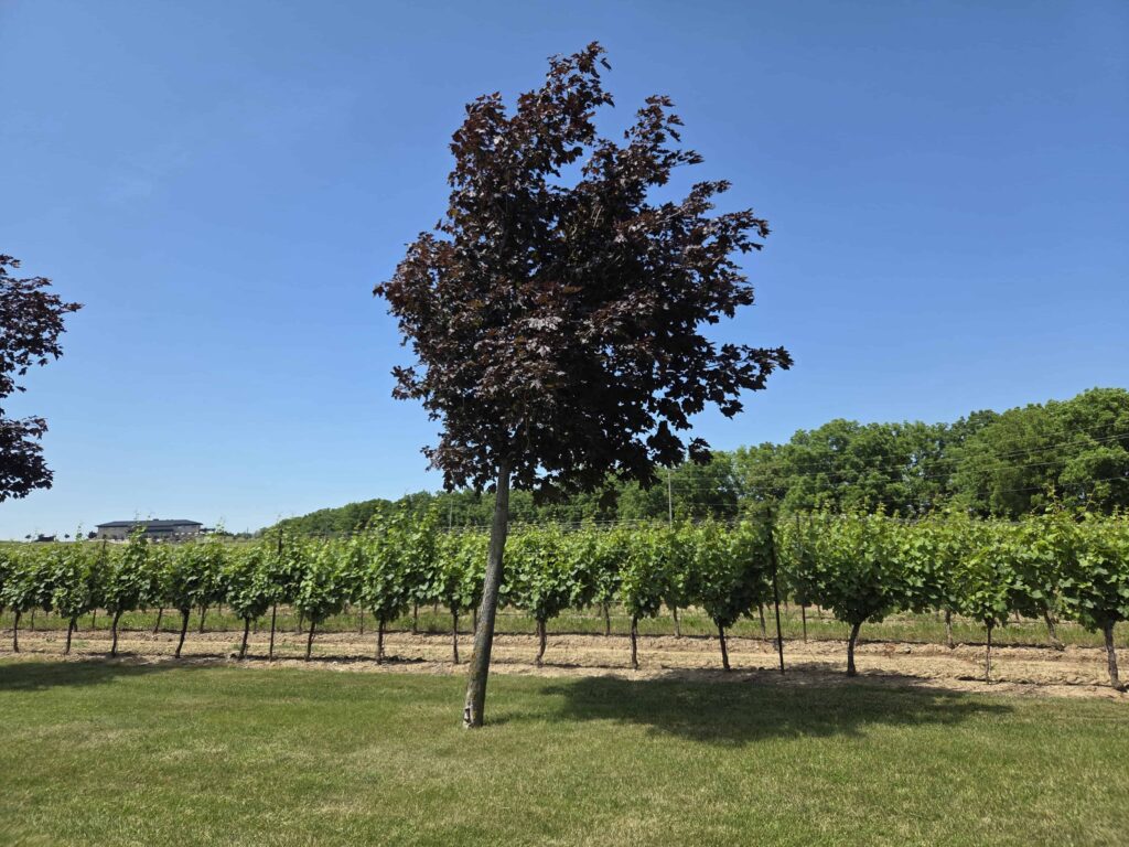 a vast vineyard I visited in the Niagara Benchlands