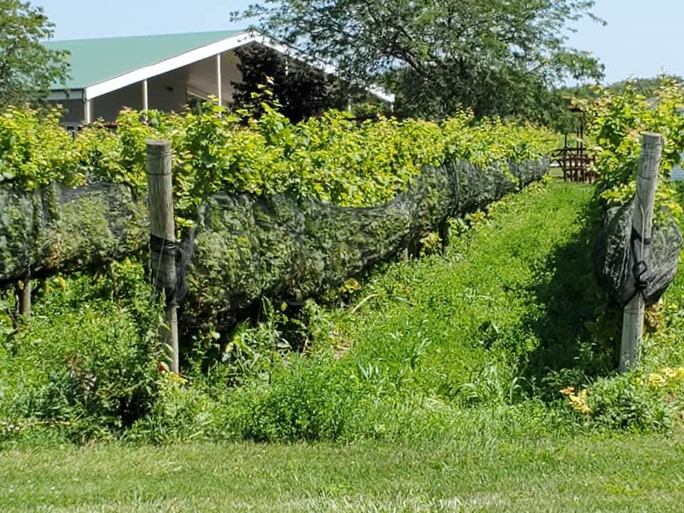 exploring the vineyards at Pelee Island Winery when visiting the island for a day
